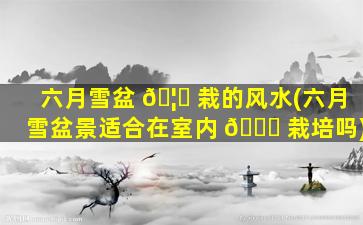 六月雪盆 🦄 栽的风水(六月雪盆景适合在室内 🐋 栽培吗)